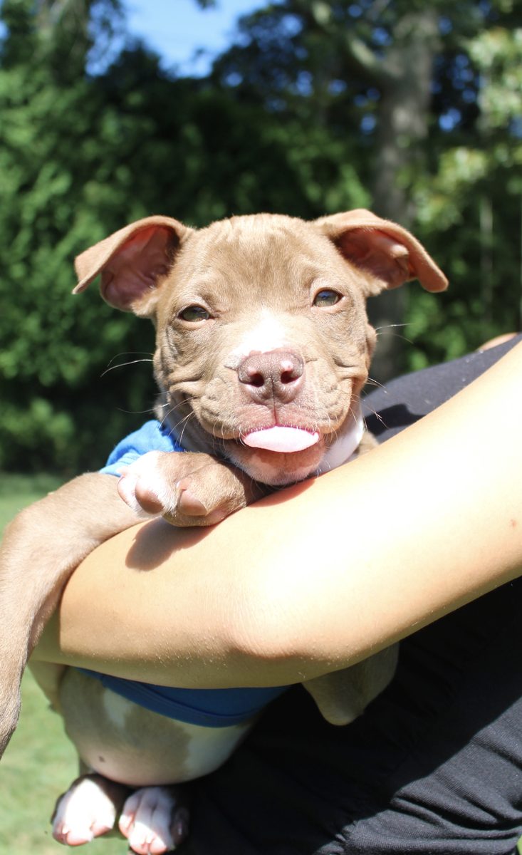 Tan puppy resting contentedly in a concierge's arms