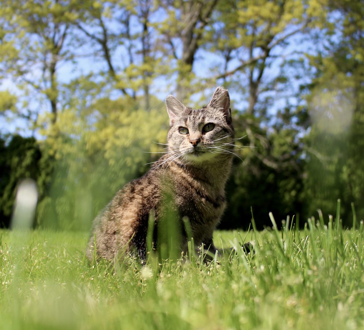 Tabby cat sitting in the grass under spring trees