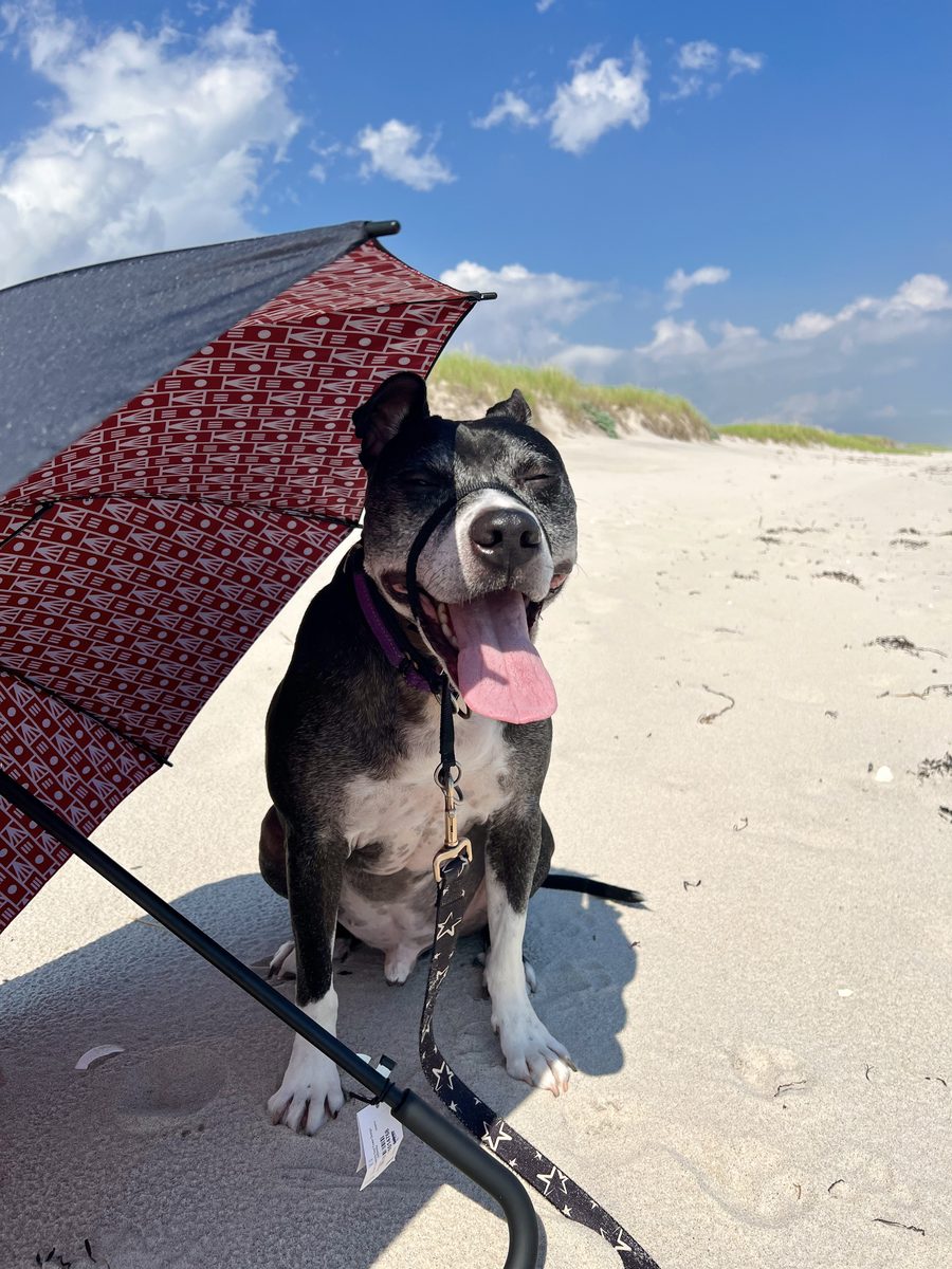 Black and white dog sitting in the shade of a beach umbrella on the dunes