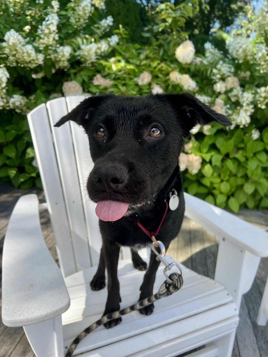 Black lab puppy sitting on a white Adirondack chair in front of blooming hydrangeas