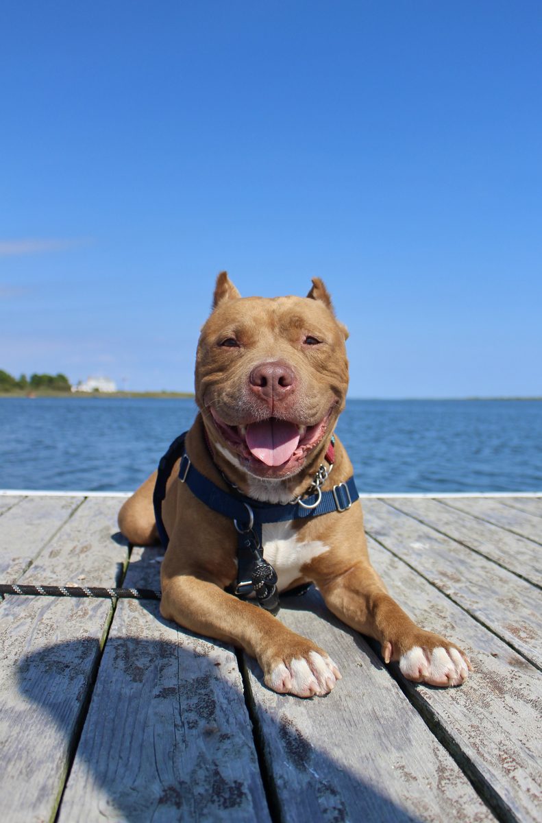 Smiling tan dog lying on a weathered dock by the bay