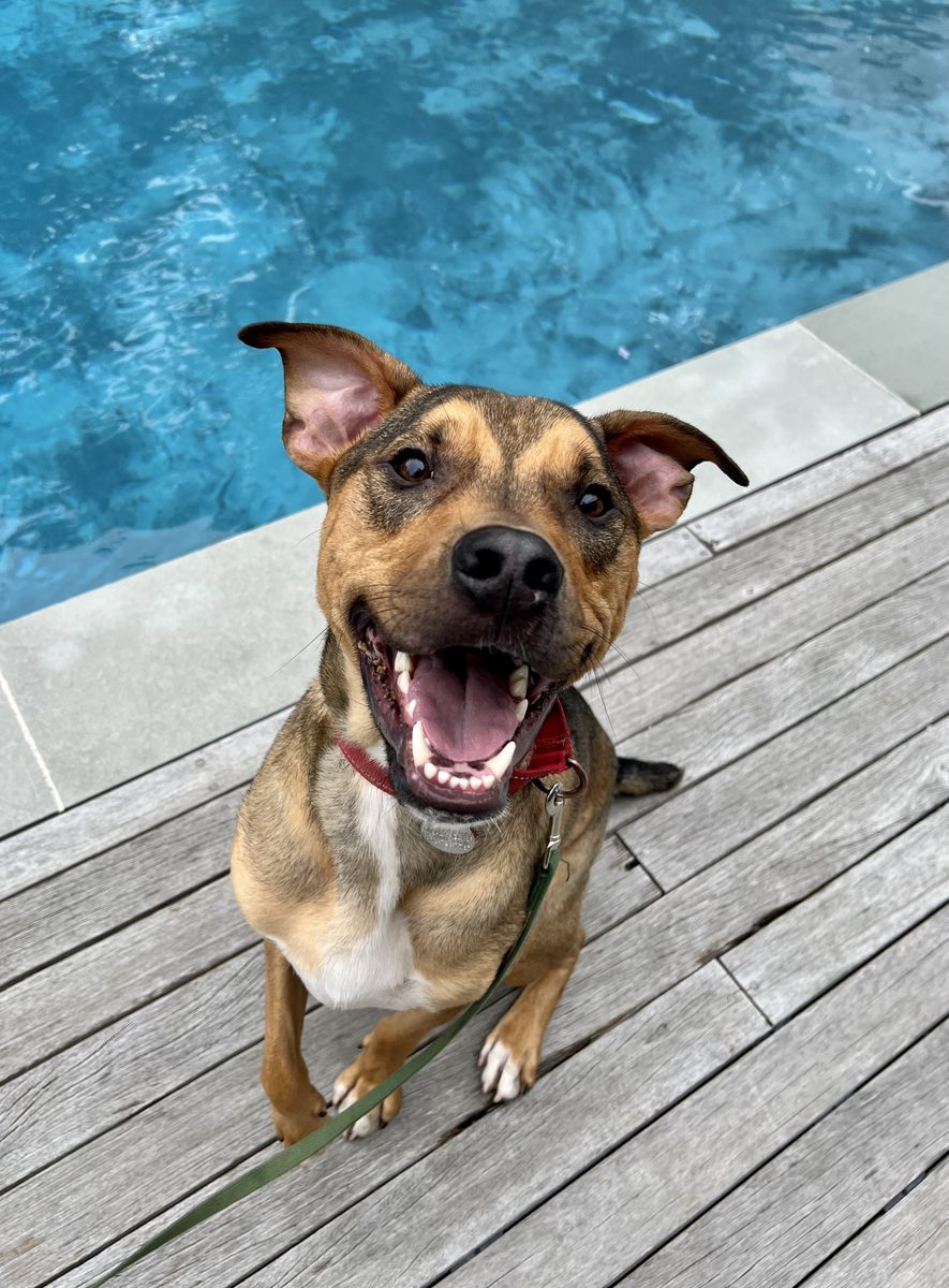 Smiling shepherd mix sitting on a wooden deck beside a pool