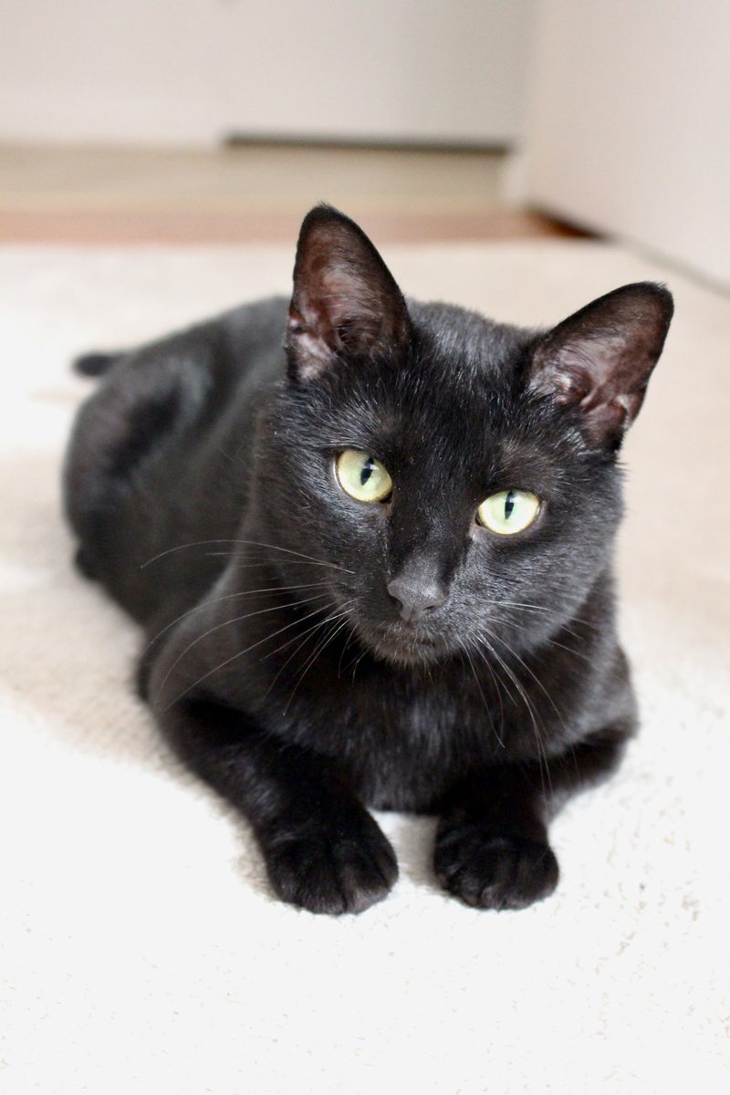 Sleek black cat with green eyes resting on a carpet at home