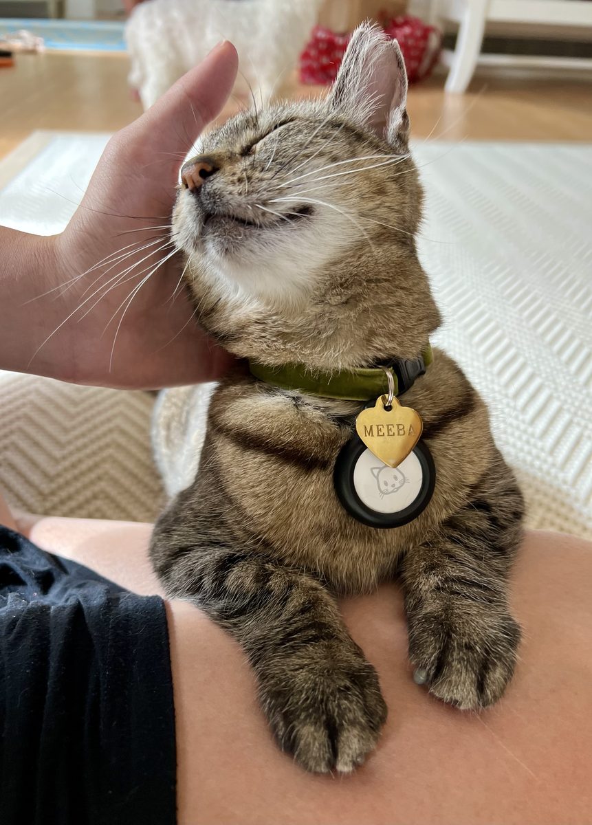 Tabby cat closing its eyes happily while getting a chin scratch