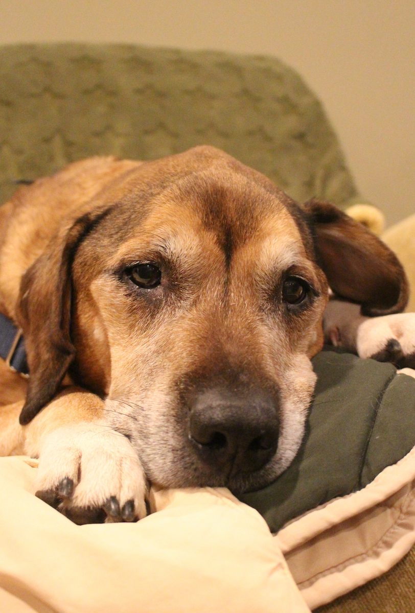 Senior hound resting comfortably on his bed at home