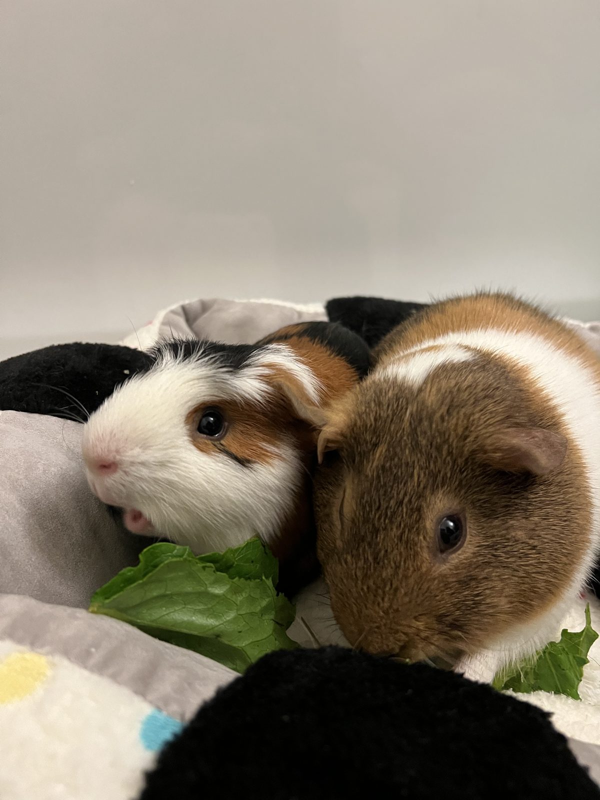 Two guinea pigs sharing lettuce in their enclosure