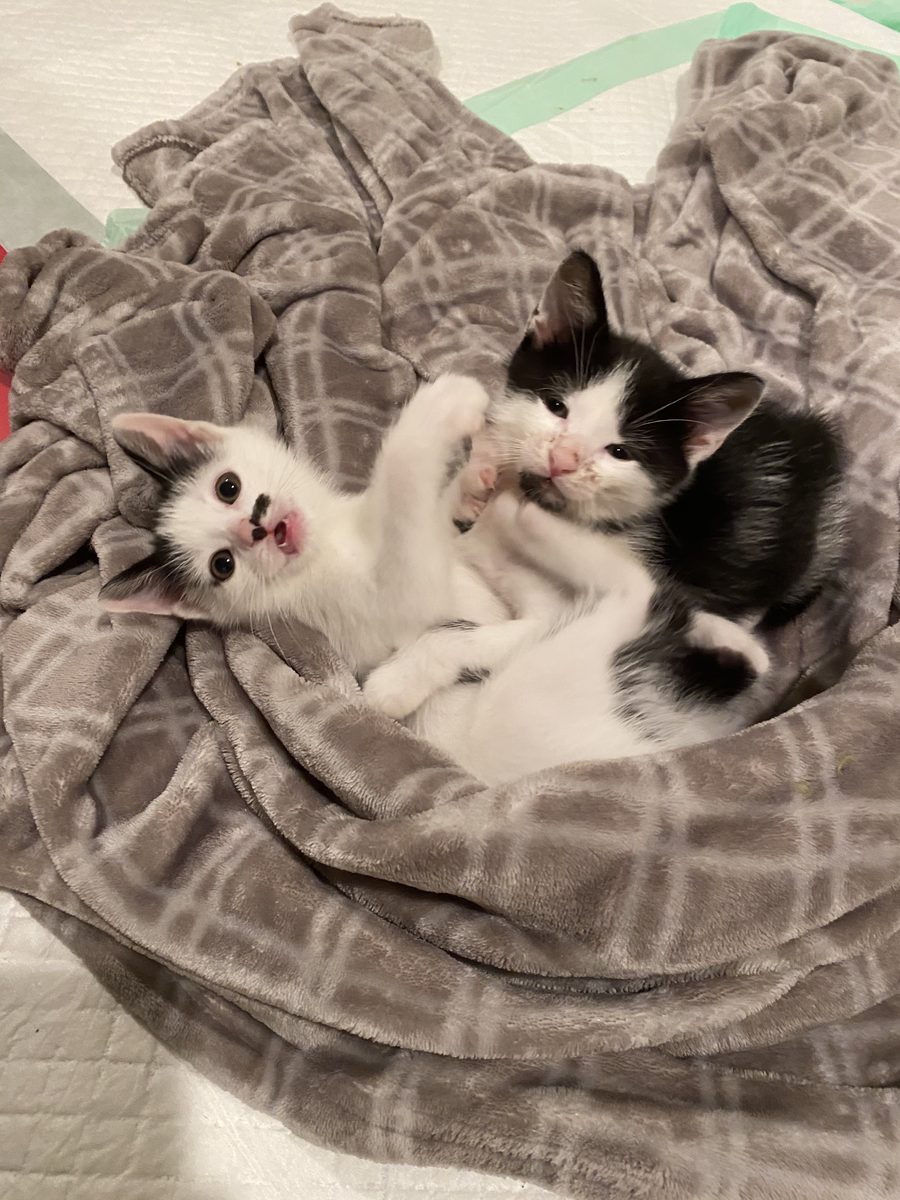 Two black and white kittens snuggled together in a blanket