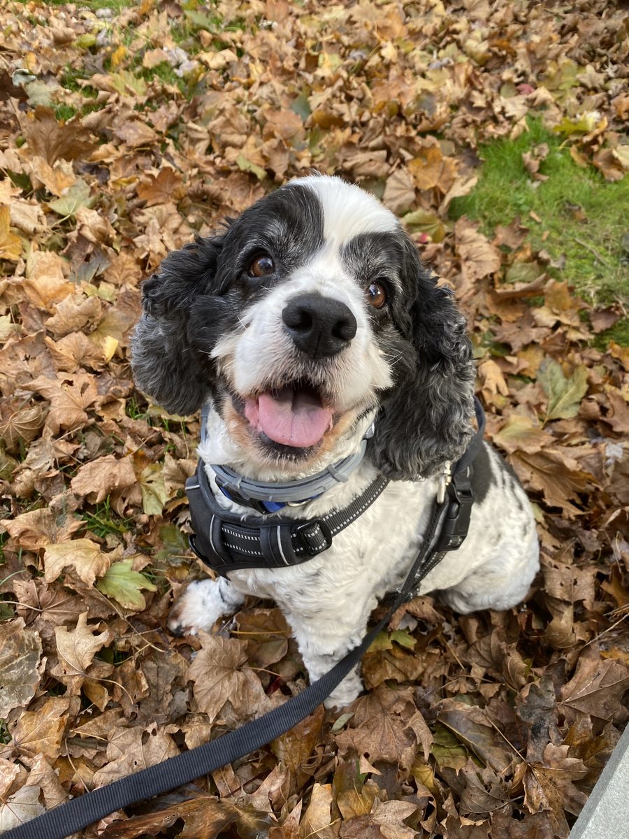 Black and white cocker spaniel smiling up from a pile of autumn leaves
