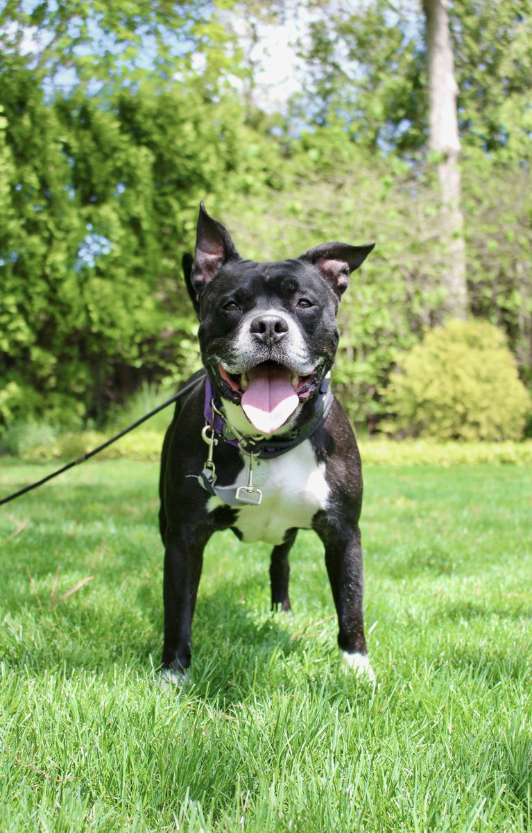 Happy black and white dog standing on a green lawn mid-walk