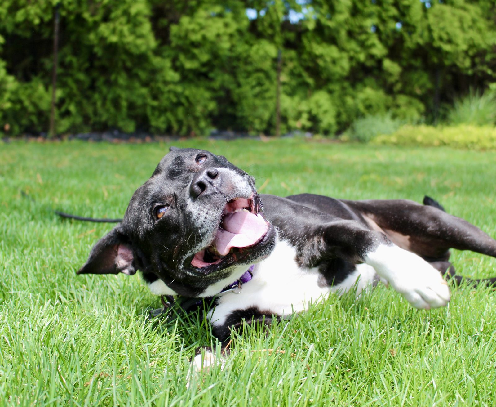 Black and white dog rolling joyfully in the grass