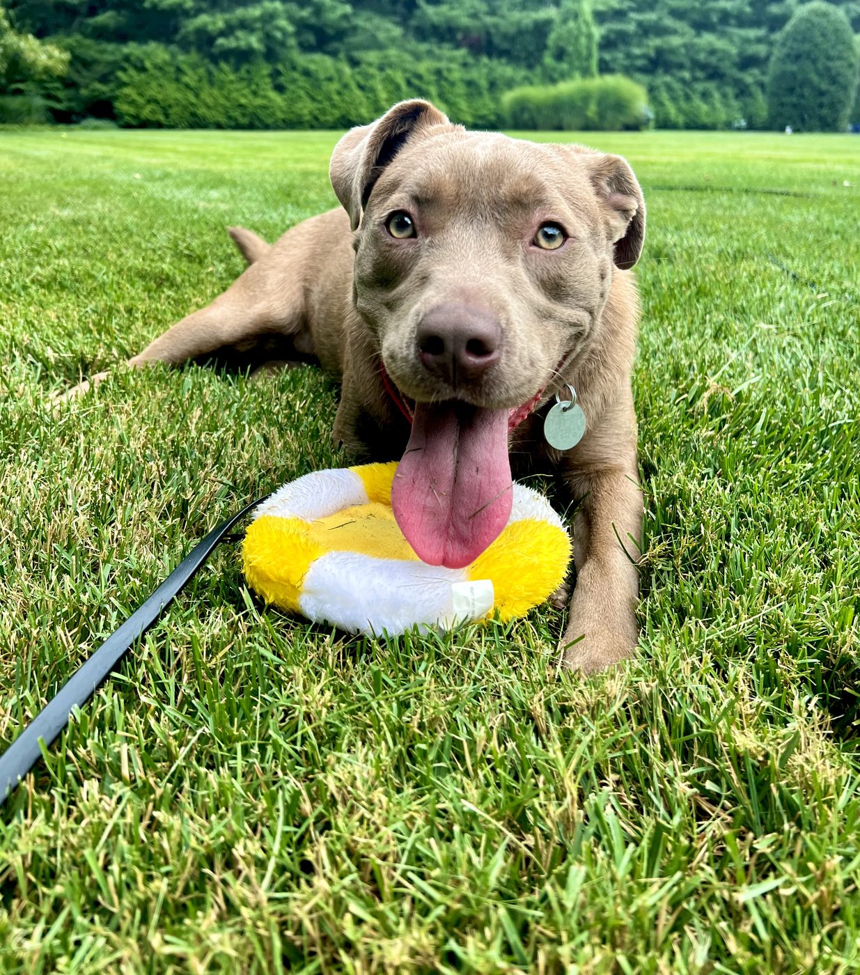 Gray puppy lying on the lawn with a toy, tongue out